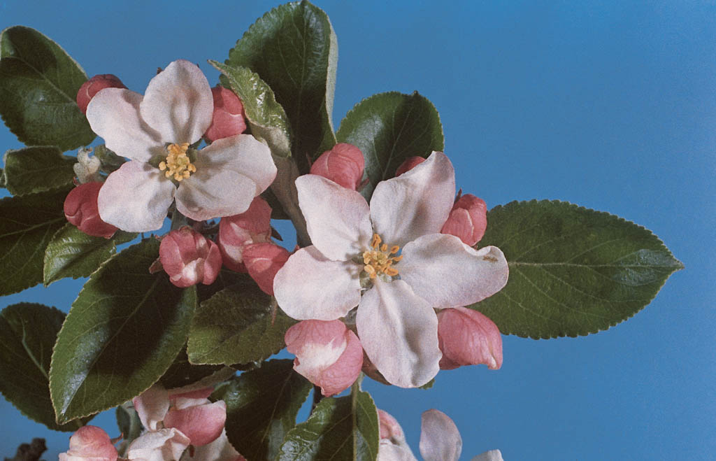 Άνθος Μηλιάς
